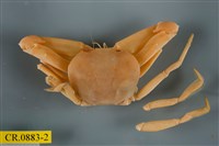 藏品(長手隆背蟹)的圖片